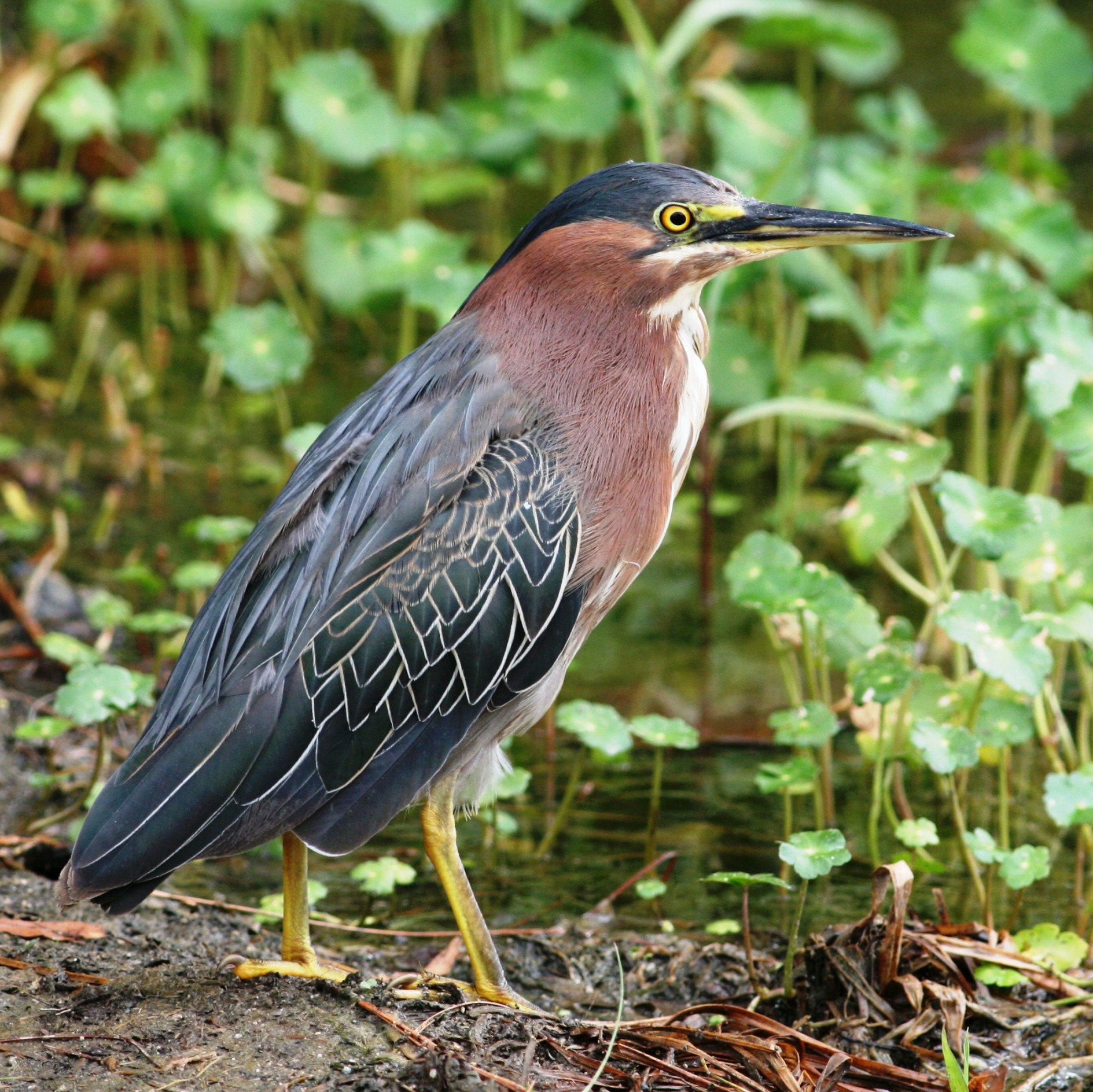 Green Heron Department of Biology CSUSB